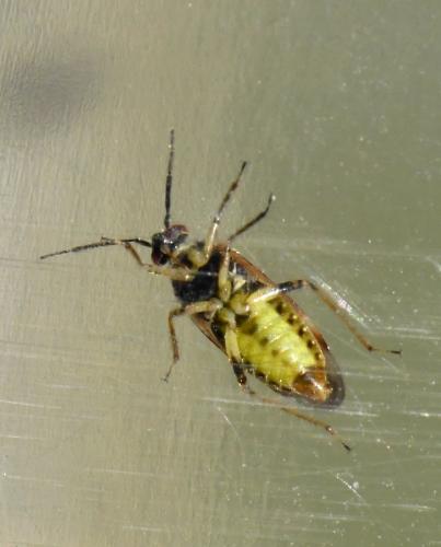 Réf. 217 429 : Orthops sp.
